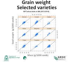 wheat seed weight differs between varieties agriculture