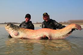 Rezervatie a biosferei cu 5.000 de specii de plante si animale, delta dunării este a treia zonă din lume în ceea ce priveşte biodiversitatea după bariera de corali, australia, şi stufarisul reprezinta cea mai mare suprafaţă compactă de pe glob. Animale Ciudate Din Delta Dunarii Care Au Dat Nastere Legendelor Cu Monstri Stirileprotv Ro