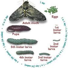 They can be quite large (they can double in size in one day), up to several inches in length and can do quite a bit of damage during this phase. Tomato Horn Worm Life Cycle This Is A Great Article About How To Prevent Them With Out Chemicals Nice Hornworm Tomato Hornworm Tomato Hornworm Moth