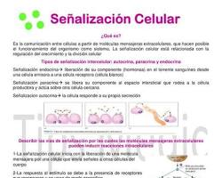 Imagen de Señalización celular a través de la membrana celular