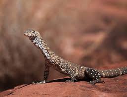 Varanus Giganteus Australia Monitor Lizard Reptile Lizard Monitor Lizard Australian Fauna
