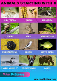 In some countries (e.g., norway,. Animals That Start With X Wonderful Names Of 10 Animals Beginning With X Visual Dictionary Visual Dictionary Animals Name In English Animals
