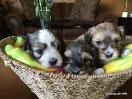 Top of page add new shelter or rescue group. Havanese Puppies For Sale In Michigan Susie S Quality K9 S