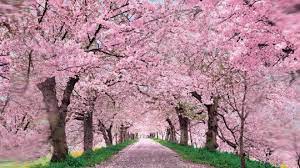 Maybe you would like to learn more about one of these? Brooklyn Top 3 Events This April Beauty News Nyc The First Online Beauty Magazine Cherry Blossom Wallpaper Cherry Blossom Pictures Cherry Blossom Background