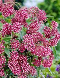 Soulmate Swamp Milkweed In 2020 Swamp Milkweed Milkweed Planting Bulbs