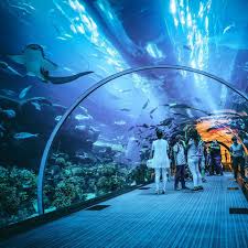 A Beautiful Scene Of Dubai Aquarium And Under Water Zoo It S Scary And Amazing To See All Animals Close To You Unite Dubai Attractions Dubai Holidays Dubai