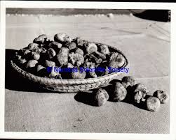 Image result for Walleria nutans