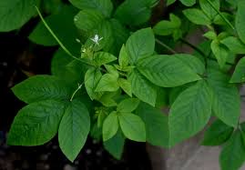 Image result for Cleome aculeata