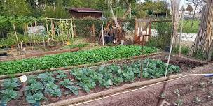 Garden Basics: Planting Out Cool Weather Crops