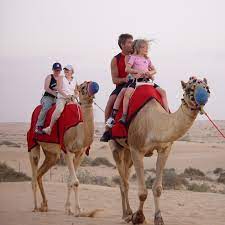 Striking and fabulous, the desert is one of the most popular settings for a camel ride in dubai that dubai visitors seek. Camel Riding Safari Dubai