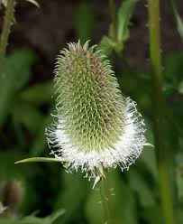 Image result for Dipsacus pinnatifidus