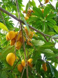 Maybe you would like to learn more about one of these? Pin On Food Fruits
