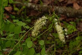 Image result for Amblygonocarpus