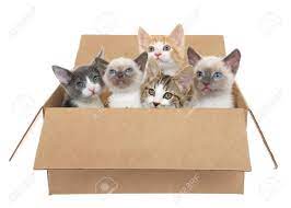 As an average, breeders and/or catteries will offer kittens for sale at about 3 months old. Five Assorted Kittens In A Brown Box Looking Up Isolated On Stock Photo Picture And Royalty Free Image Image 117130350