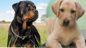 These puppies usually have ordinary genealogy and have more than 95% of breed purity. Puppies In High Demand During Covid Times Many In Waiting List Even After Willing To Pay High Price Kerala General Kerala Kaumudi Online