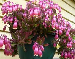 The plant produces bright, attractive flowers that are orange in color. Flowering Succulents Kiyanti2008 S Weblog