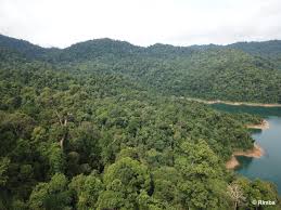 Variety show law of the jungle palawan shopee malaysia. Kenyir Tiger Forest Forest Conservation Fund
