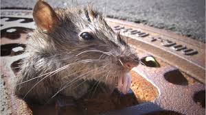 Are you tired of sharing your living space with rodents, termites, bed bugs, and other troublesome pests? Atlanta Boston Seattle Among Cities With The Most Rats Orkin Pest Control Reports Kiro 7 News Seattle