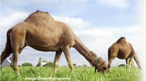 Desert farms' camel milk is bottled and labeled on small amish/mennonite family farms where the average herd is about 6 camels. Fda Files Lawsuit To Seize Healthy Food A Campaign For Real Milka Campaign For Real Milk
