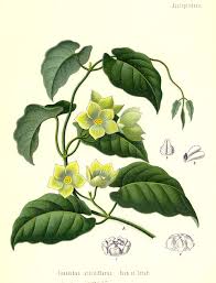 Image result for Marsdenia