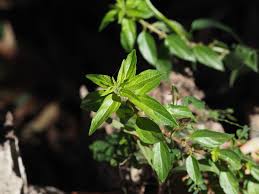 Image result for Pouzolzia parasitica