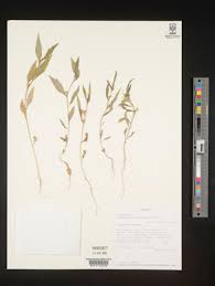 Image result for Afroqueta