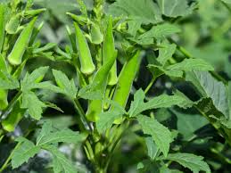 For those planting in backyard gardens, companion planting can offer some great benefits as well as offering a beautiful visual. Best And Worst Companion Plants For Okra