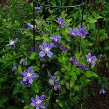Клематис alionushka (алёнушка) integrifolia g. Clematis Integrifolia Arabella Friedrich M Westphal Clematiskulturen