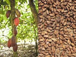 The first steps are to mix, grind, and knead the various raw ingredients into a paste. Cool Beans How Chocolate And Coffee Get Made Vermont Public Radio