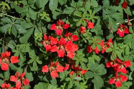 Image result for Ildblomkarse