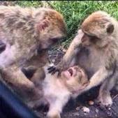 images?q=tbn:ANd9GcTi2BWQe30SI83Oo-px1pu