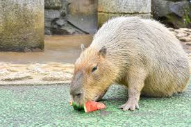 カピバラ スイカ
