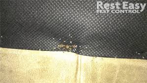 Fast responding, great prices, and it was very easy to set up a monthly service contract with them. Pest Control Service Photos Organic Pest Control Miami Dade
