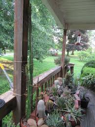 Image result for Kleinia sp.no.1