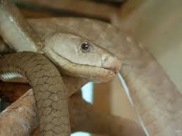 snake