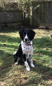 Sprollie Collie Springer Spaniel Mix Springer Spaniel Puppies Puppy Mix Real Dog