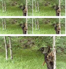 Visual marking in mammals first proved by manipulations of brown bear tree  debarking | Scientific Reports