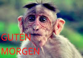 Guten morgen page 27 guten morgen. Whatsapp Lustige Guten Morgen Spruche Mit Bildern
