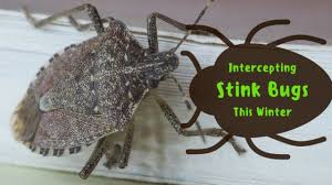 What keeps stink bugs away? Intercepting Stink Bugs In The Wintertime Griffin Pest Solutions