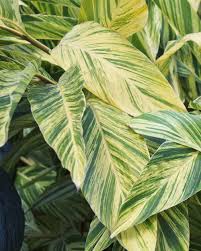We did not find results for: Alpinia Zerumbet Variegata Shell Ginger Variegated Plantvine
