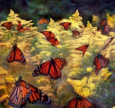20 Incredible Migrating Monarch Butterfly Pictures Monarch Butterfly Butterfly Pictures Monarch Butterfly Images