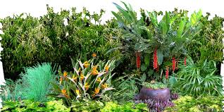 Patience is the key word when growing most. Tropical Plant Png Tropical Garden Plants Png Full Size Png Download Seekpng