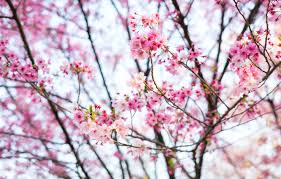 Here is a list of the top 10. Wallpaper Tokyo Japan Flowers Cherry Blossom Images For Desktop Section Cvety Download