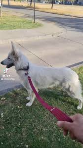 La bella Piper ❤️🛫🐶