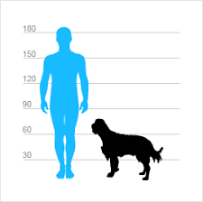 Image result for Velký münsterlandský ohař