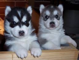 Husky Siberian De Vanzare Cățeluși și Huski