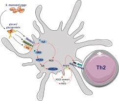 Prostaglandin e 2 (pge2), also known as dinoprostone, is a naturally occurring prostaglandin with oxytocic properties that is used as a medication. Dectin 1 2 Induced Autocrine Pge2 Signaling Licenses Dendritic Cells To Prime Th2 Responses