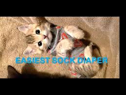 Discover the magic of the internet at imgur, a community powered entertainment destination. Making The Easiest Sock Diaper For Incontinent Kitten Youtube