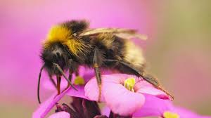 Image result for Bombus sylvestris