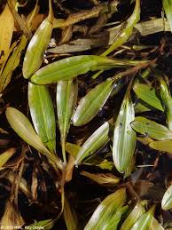 Image result for Potamogetonaceae